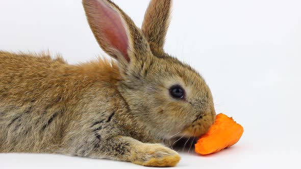 Little Fluffy Cute Brown Rabbit Sits and Eats Orange Fresh Carrots Closeup on a Gray Background in