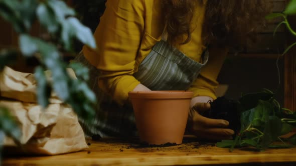 Gardener Transplants Epipremnum Plant Into Ceramic Pot