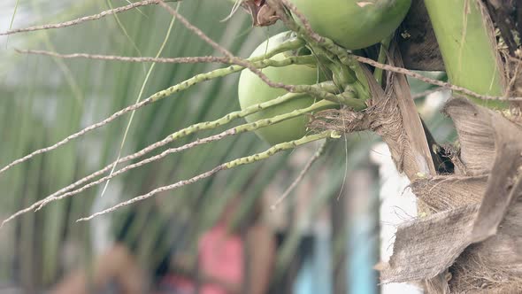 Close Coconut Palm Tree with Fruits Against Blurred Woman