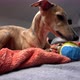Whippet Dog on the Couch Taking Some Rest - VideoHive Item for Sale