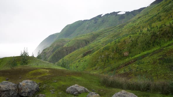 Small Green Trees on Hills in Fog