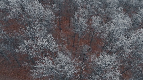 Flying Above Frozen Ice Trees