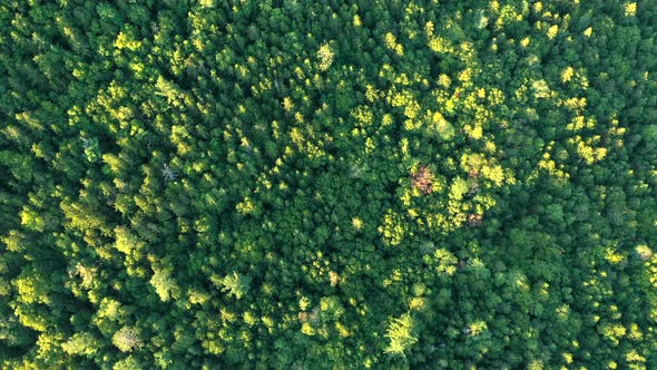 Aerial drone shot straight down over the thick green woods of the Maine wilderness.