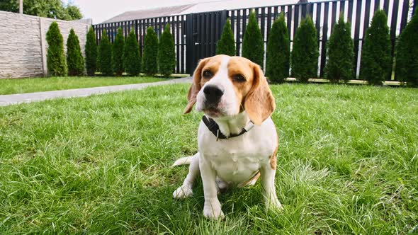 Dog Beagle Sitting at Grass in a Green Park and Barks