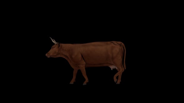 Brown Cattle Walk alt