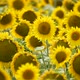 Yellow Sunflower Head Blooming in Field - VideoHive Item for Sale