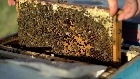 Bees on honeycomb frame. Bees turn nectar into honey. Work of beekeeper in apiary.