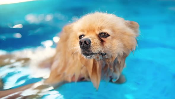 Pomeranian spitz dog swimming in a pool. Hot weather