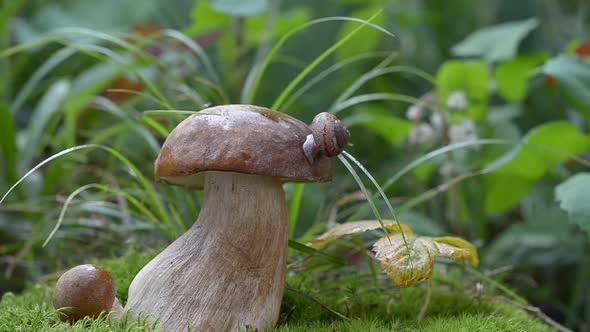 Snail Crawling on a White Mushroom in the Woods.