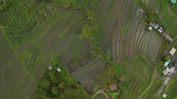 Top Down View of Rice Field Plantations in Asia