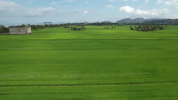 The Paddy Rice Fields of Kedah and Perlis, Malaysia