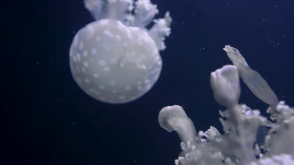 Jellyfish in an Aquarium on a Dark Background