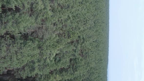 Vertical Video of Green Pine Forest By Day Aerial View