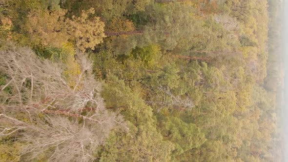 Vertical Video of an Autumn Forest During the Day in Ukraine