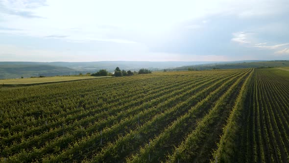 Cinematic Aerial Footage of Vineyards