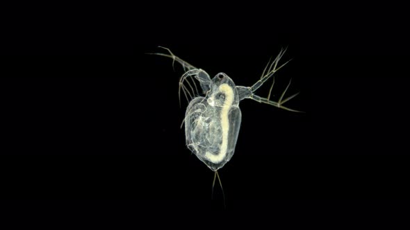 Plankton Dweller Ponds Branchiopoda Crustacea Moina Macrocopa or Water Flea