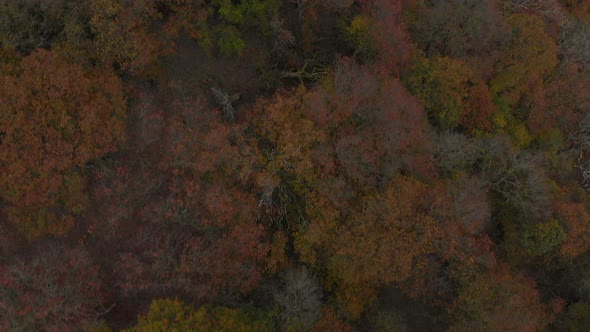 aerial footage looking straight down of a forest in autumn with some dead trees dotted amongst the c