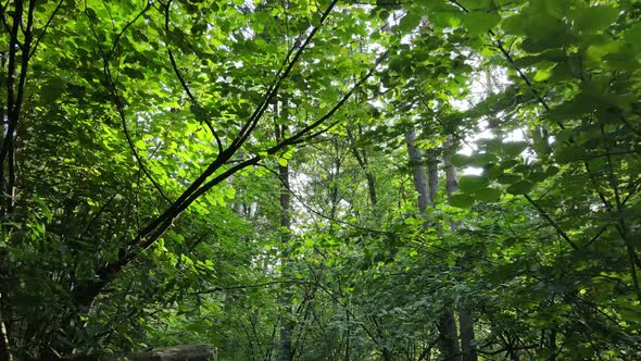 Green Forest with Trees By Day