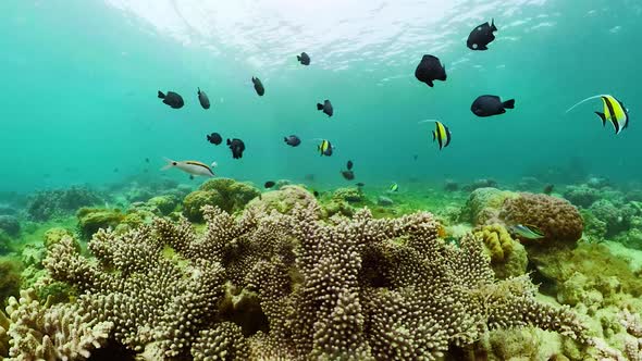 Coral Reef with Fish Underwater. Camiguin, Philippines