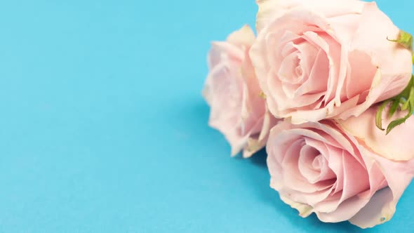 Beautiful Pink Peony Opening on Blue Copyspace Background