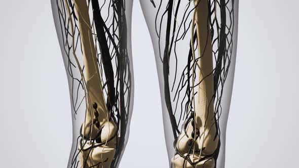 Science Anatomy of Human Blood Vessels alt