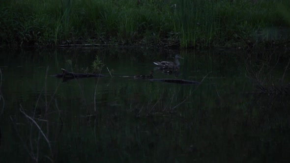 At Dusk in the evening, in a park, a three duck family swims around in a local pond. Documentary in