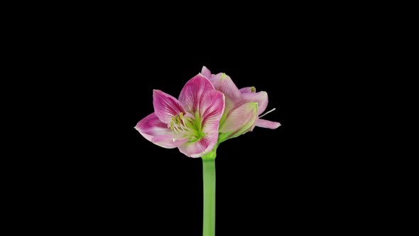 Time lapse of growing and rotating Candy Floss amaryllis Christmas flower