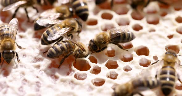 Bee on Honeycombs with Honey Slices Nectar Into Cells  Movie