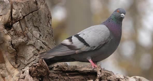The rock dove, rock pigeon, or common pigeon, France