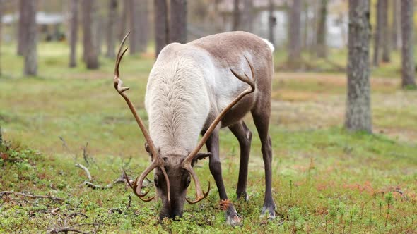 Two Beautiful Reindeers Grazing in the Forest in Lapland, Northern Finland