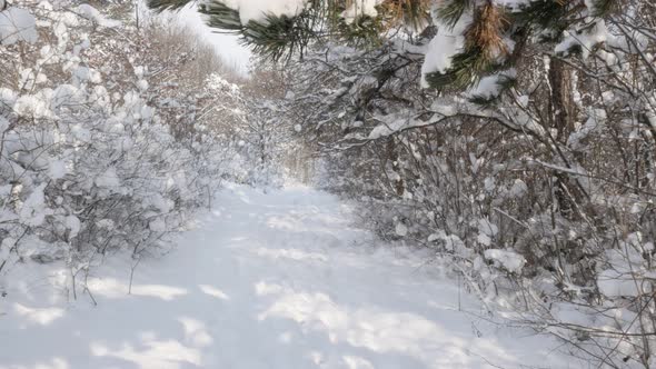 First sun in  the frozen forest 3840X2160 UHD video - Snowed white winter scene 4K 2160p 30fps Ultra