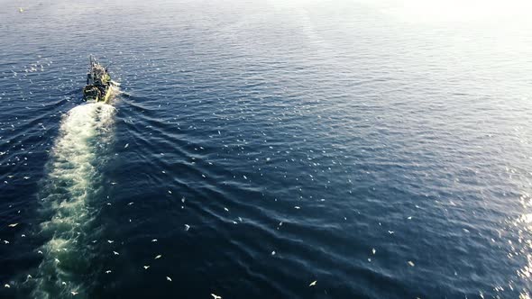 amazing drone shot of fisherman boat with seagulls