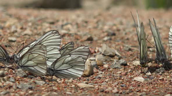 Large Flock of Aporia Crataegi Butterflies and Black-Veined White Butterfly on Ground Surface