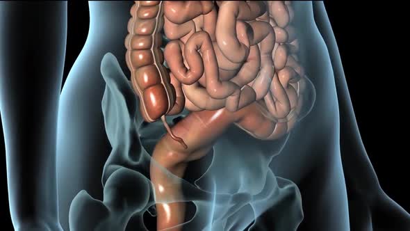 3d rendered medically accurate illustration of the colon