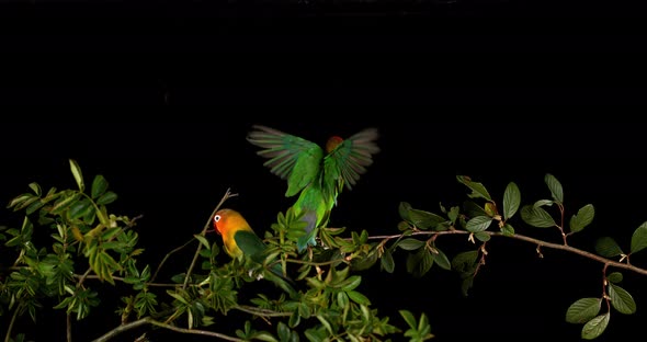 Fischer's Lovebird, agapornis fischeri, Pair standing on Branch, taking off, in flight