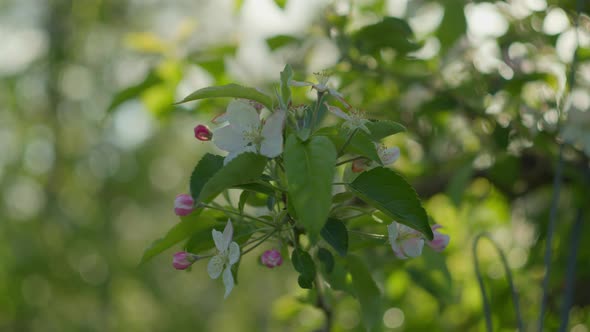 Close Up of Apple Tree Blossom Branch with White and Pink Flowers