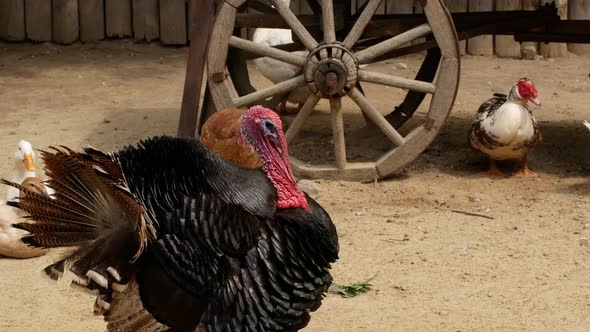 Farm birds - chicken, peacock and turkey in aviary outdoors. Raising birds in a cage.