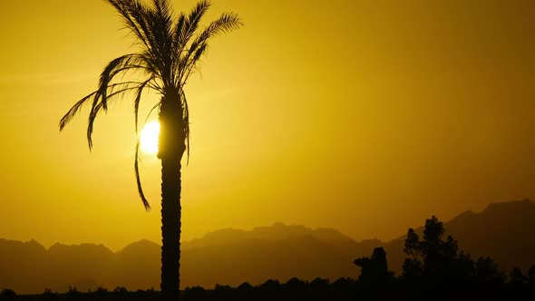 Silhouette of Tropical Palm Tree at Sunset, Time Lapse