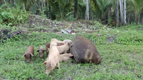 Slow motion wide angle shot of curious piglets rooting the grass and feeding by their mother in Siar