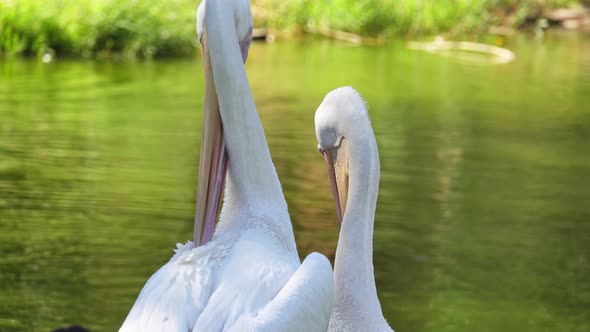 Grooming Pelicans By A Pond