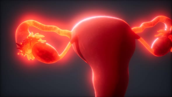 Female Reproductive System Anatomy alt