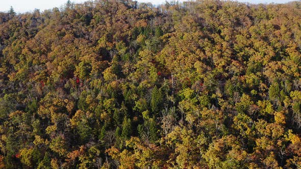 Green Yellow Red Crowns of Trees in Deciduous Forest in Autumn in October