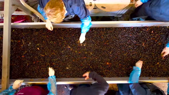 Overhead view of five women ring residues from grapes before the pressing process.