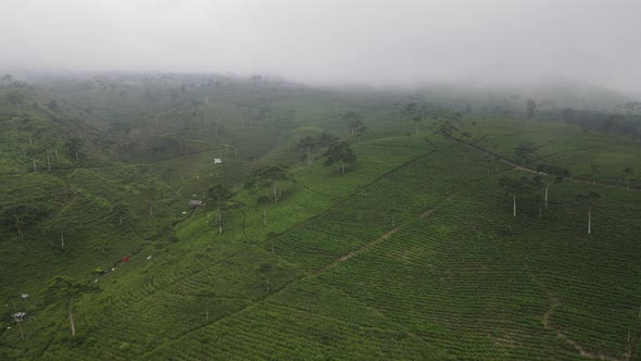 Aerial view of foggy mist tea plantation in Indonesia