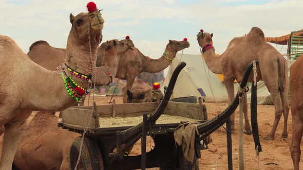 Camels at the Pushkar Fair, Also Called the Pushkar Camel Fair or Locally As Kartik Mela