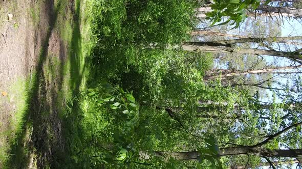 Vertical Video of Forest Landscape in Summer Slow Motion