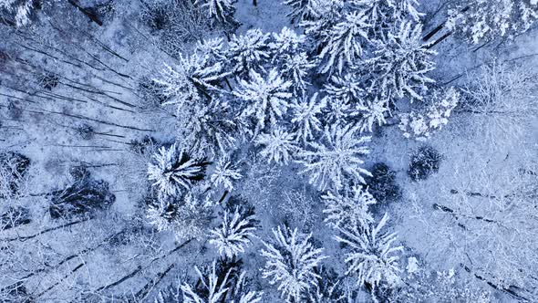 Snowy forest in winter. Aerial view of wildlife, Poland