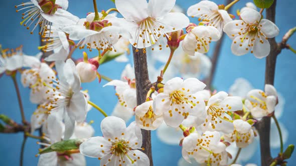 Cherry Branches with Blooming Flowers Time Lapse