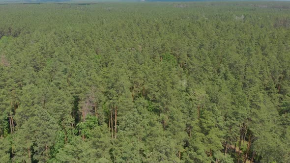 Big Green Pine Forest