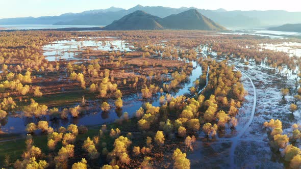 Yellow trees in the blue water in autumn, on the flooded fields. Swamp and wetland by Lake Skadar.